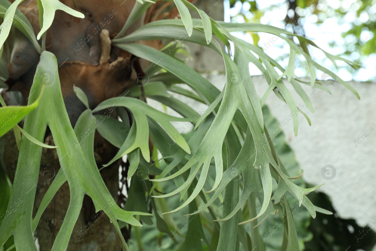 Beautiful plant with green tropical leaves outdoors, closeup Photo of Beautiful plant with green tropical leaves outdoors, closeup