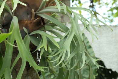 Photo of Beautiful plant with green tropical leaves outdoors, closeup