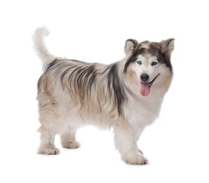 Photo of Beautiful Alaskan malamute dog on white background