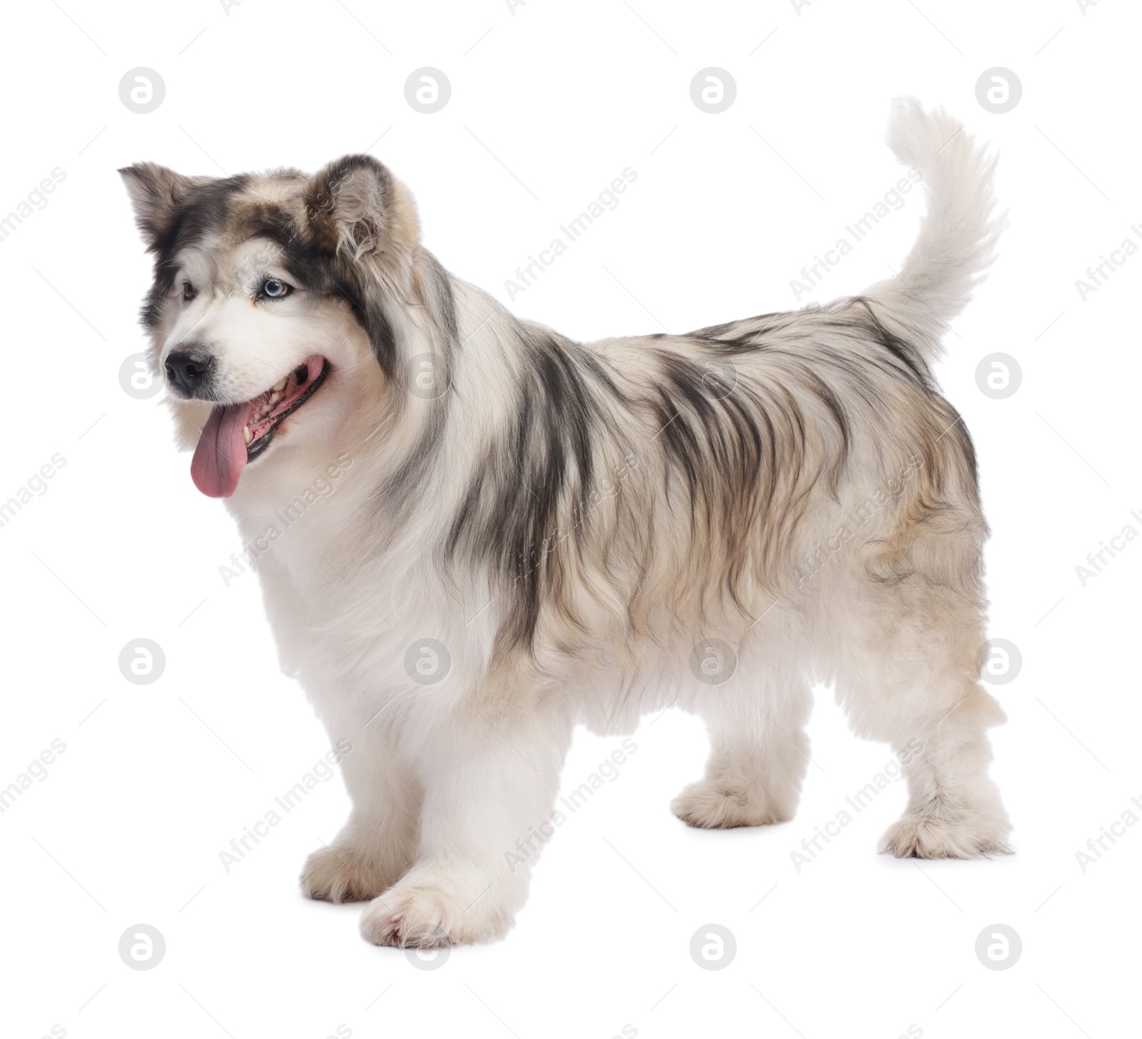 Beautiful Alaskan malamute dog on white background Photo of Beautiful Alaskan malamute dog on white background