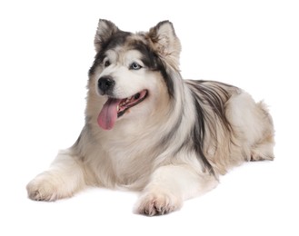 Photo of Beautiful Alaskan malamute dog on white background