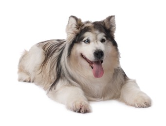 Photo of Beautiful Alaskan malamute dog on white background