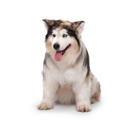 Photo of Beautiful Alaskan malamute dog on white background