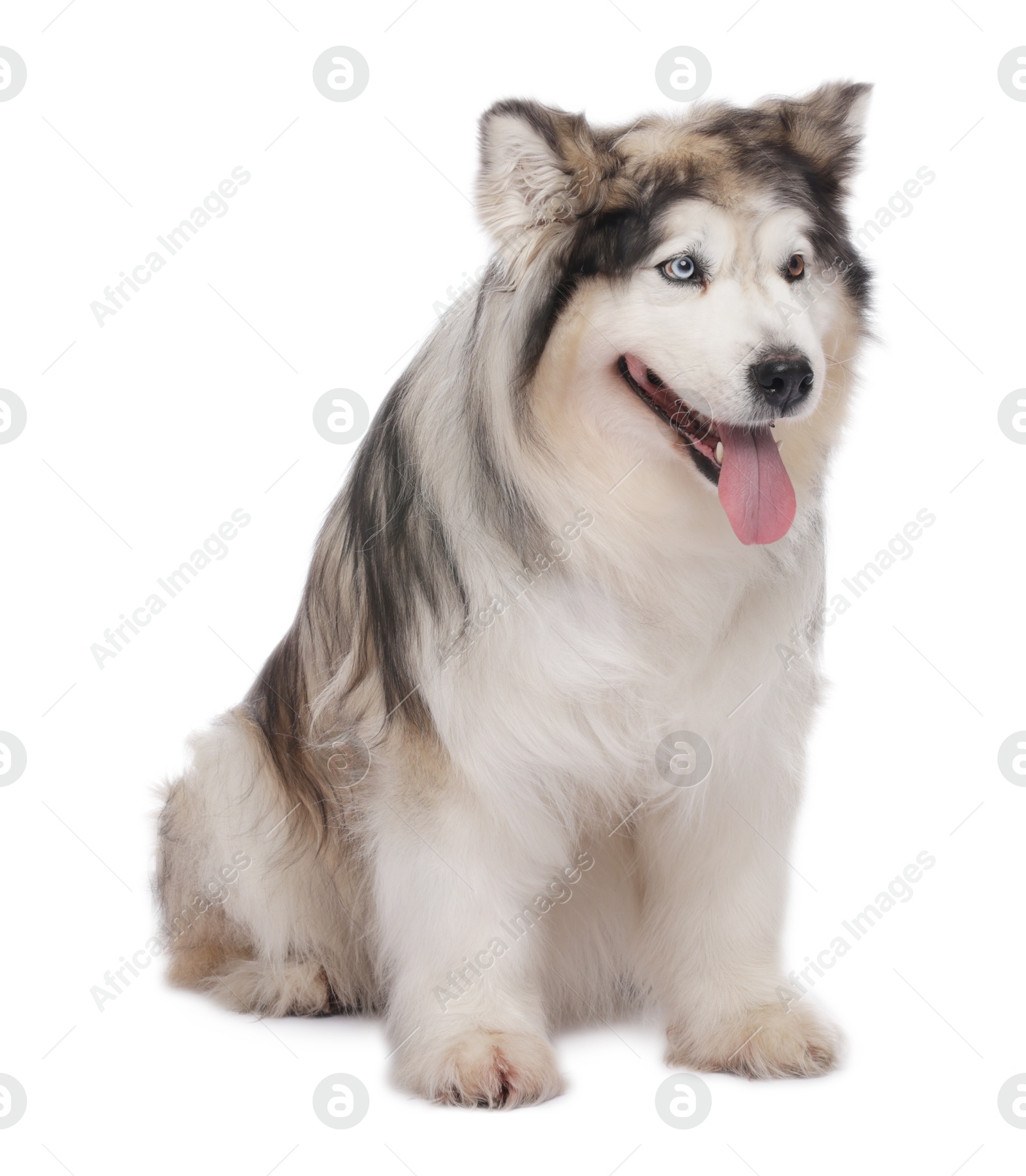Beautiful Alaskan malamute dog on white background Photo of Beautiful Alaskan malamute dog on white background