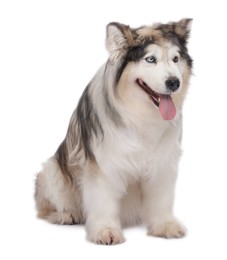 Photo of Beautiful Alaskan malamute dog on white background