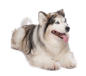 Photo of Beautiful Alaskan malamute dog on white background