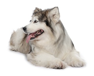 Photo of Beautiful Alaskan malamute dog on white background