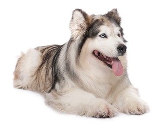 Photo of Beautiful Alaskan malamute dog on white background