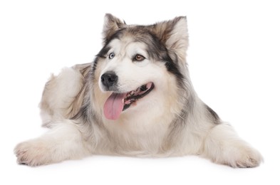 Photo of Beautiful Alaskan malamute dog on white background