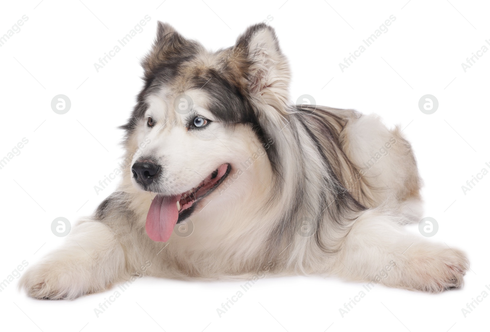 Beautiful Alaskan malamute dog on white background Photo of Beautiful Alaskan malamute dog on white background