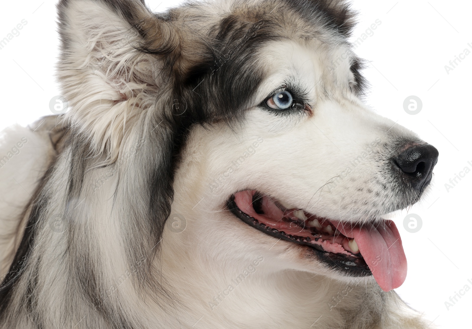 Beautiful Alaskan malamute dog on white background Photo of Beautiful Alaskan malamute dog on white background