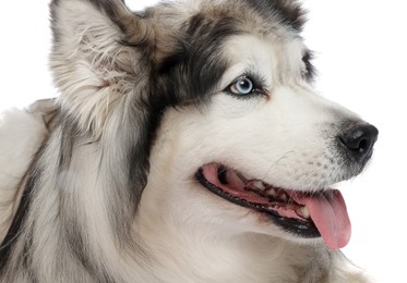 Photo of Beautiful Alaskan malamute dog on white background