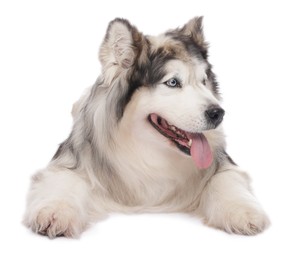 Photo of Beautiful Alaskan malamute dog on white background
