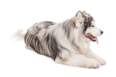 Photo of Beautiful Alaskan malamute dog on white background