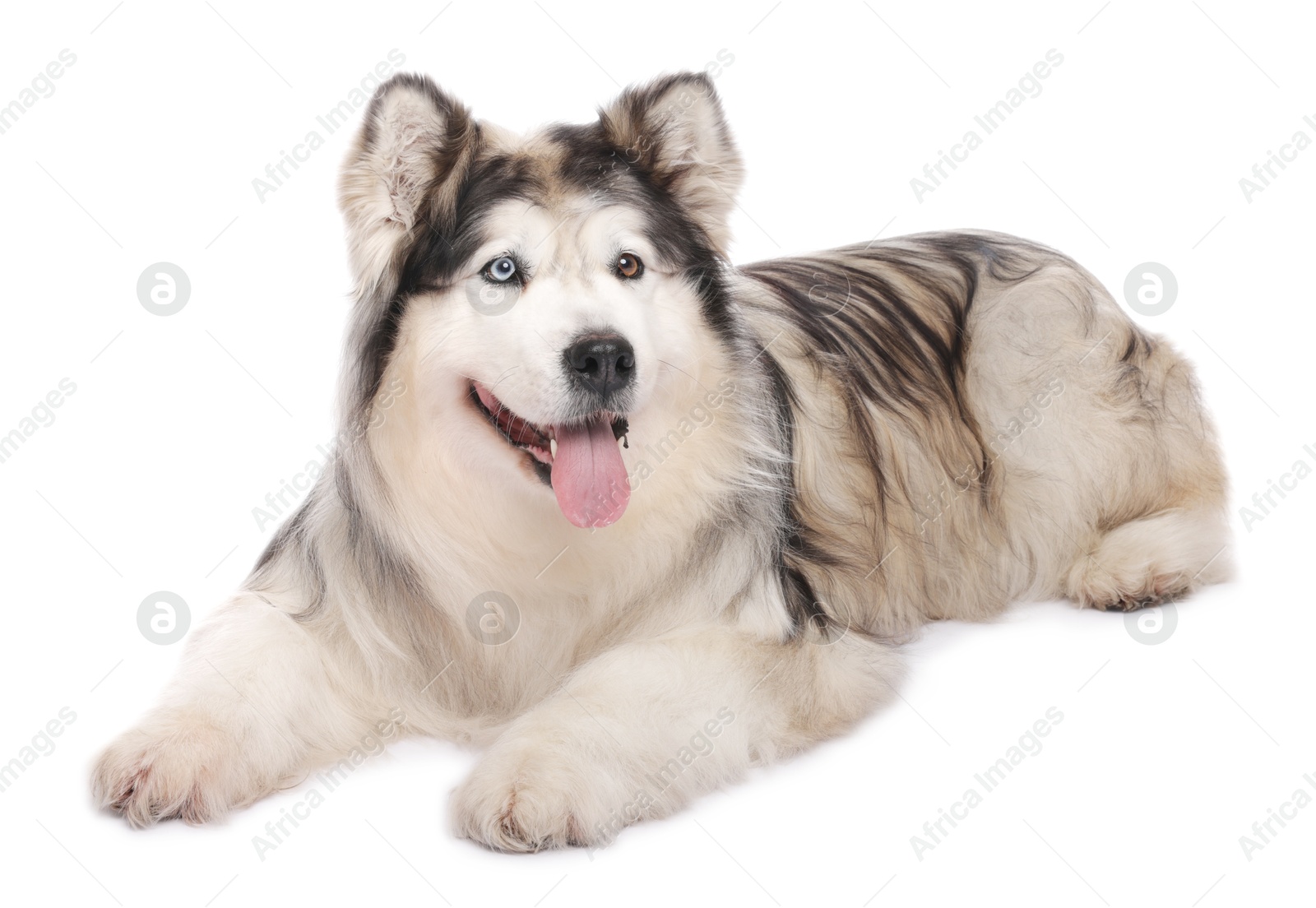 Photo of Beautiful Alaskan malamute dog on white background