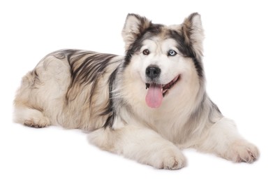 Photo of Beautiful Alaskan malamute dog on white background