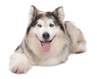 Photo of Beautiful Alaskan malamute dog on white background
