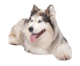Photo of Beautiful Alaskan malamute dog on white background