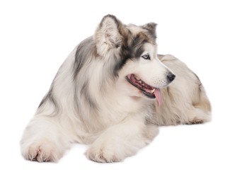 Photo of Beautiful Alaskan malamute dog on white background
