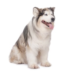 Photo of Beautiful Alaskan malamute dog on white background