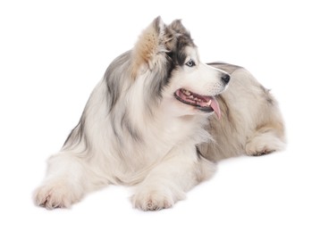 Photo of Beautiful Alaskan malamute dog on white background
