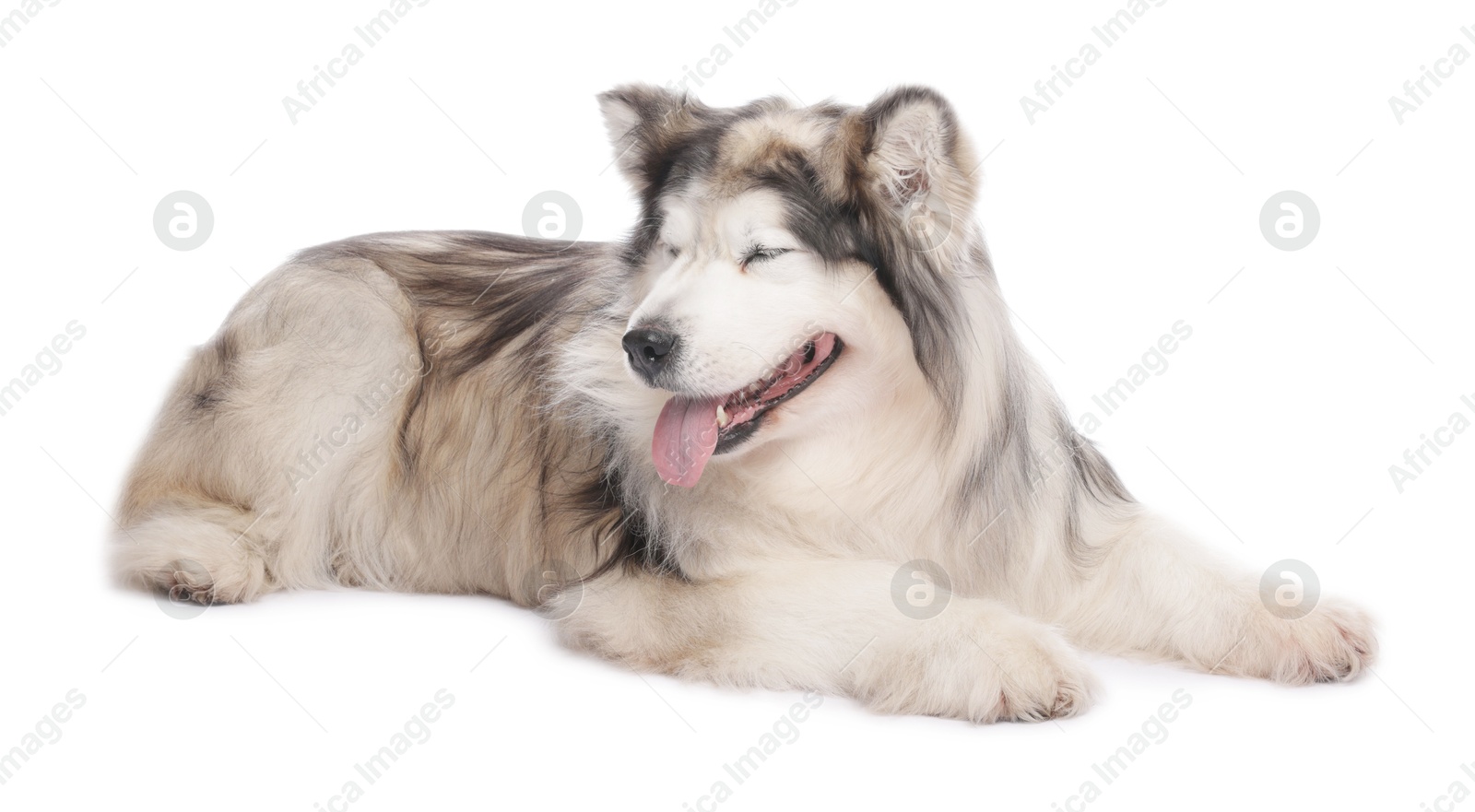 Beautiful Alaskan malamute dog on white background Photo of Beautiful Alaskan malamute dog on white background