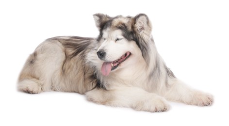 Photo of Beautiful Alaskan malamute dog on white background