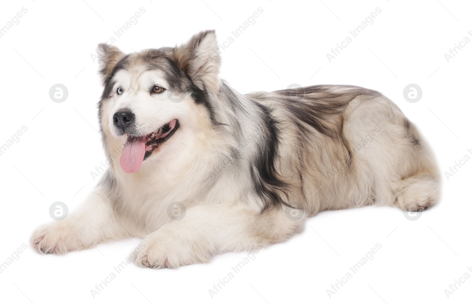 Beautiful Alaskan malamute dog on white background Photo of Beautiful Alaskan malamute dog on white background