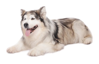 Photo of Beautiful Alaskan malamute dog on white background