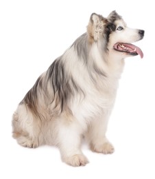 Photo of Beautiful Alaskan malamute dog on white background