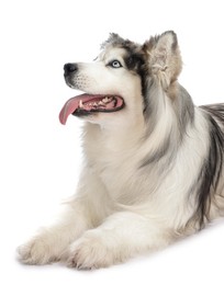 Photo of Beautiful Alaskan malamute dog on white background