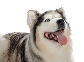 Photo of Beautiful Alaskan malamute dog on white background