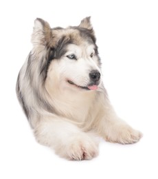 Photo of Beautiful Alaskan malamute dog on white background