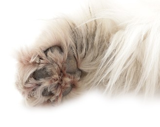 Photo of Beautiful Alaskan malamute dog on white background, closeup of paws