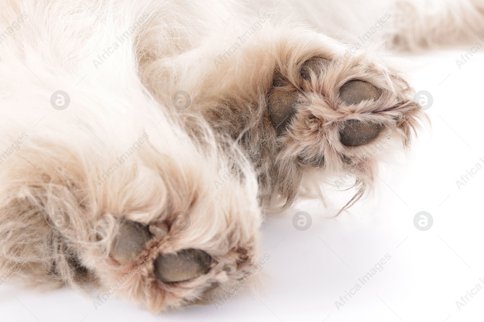 Beautiful Alaskan malamute dog on white background, closeup of paws Photo of Beautiful Alaskan malamute dog on white background, closeup of paws