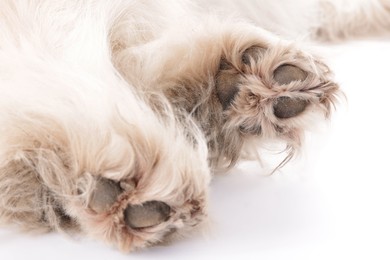 Photo of Beautiful Alaskan malamute dog on white background, closeup of paws