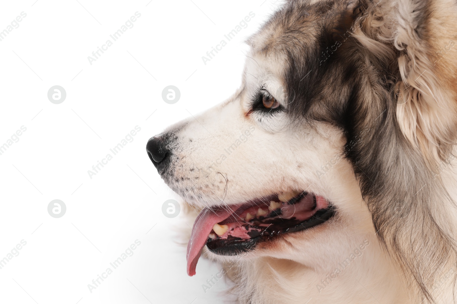 Beautiful Alaskan malamute dog on white background Photo of Beautiful Alaskan malamute dog on white background