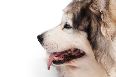 Photo of Beautiful Alaskan malamute dog on white background