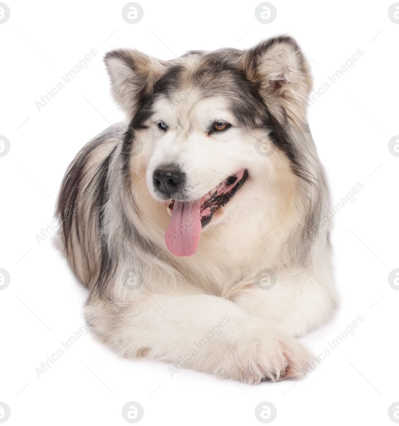 Beautiful Alaskan malamute dog on white background Photo of Beautiful Alaskan malamute dog on white background