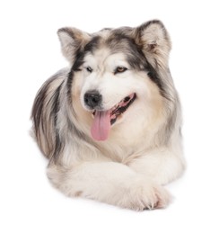 Photo of Beautiful Alaskan malamute dog on white background