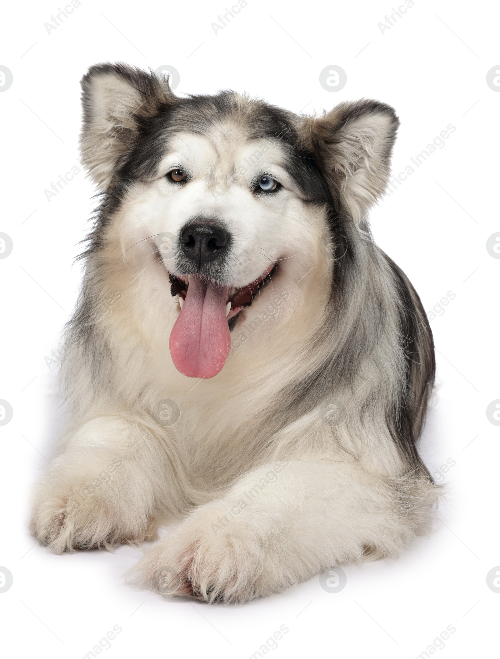 Beautiful Alaskan malamute dog on white background Photo of Beautiful Alaskan malamute dog on white background