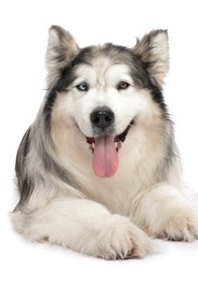 Photo of Beautiful Alaskan malamute dog on white background