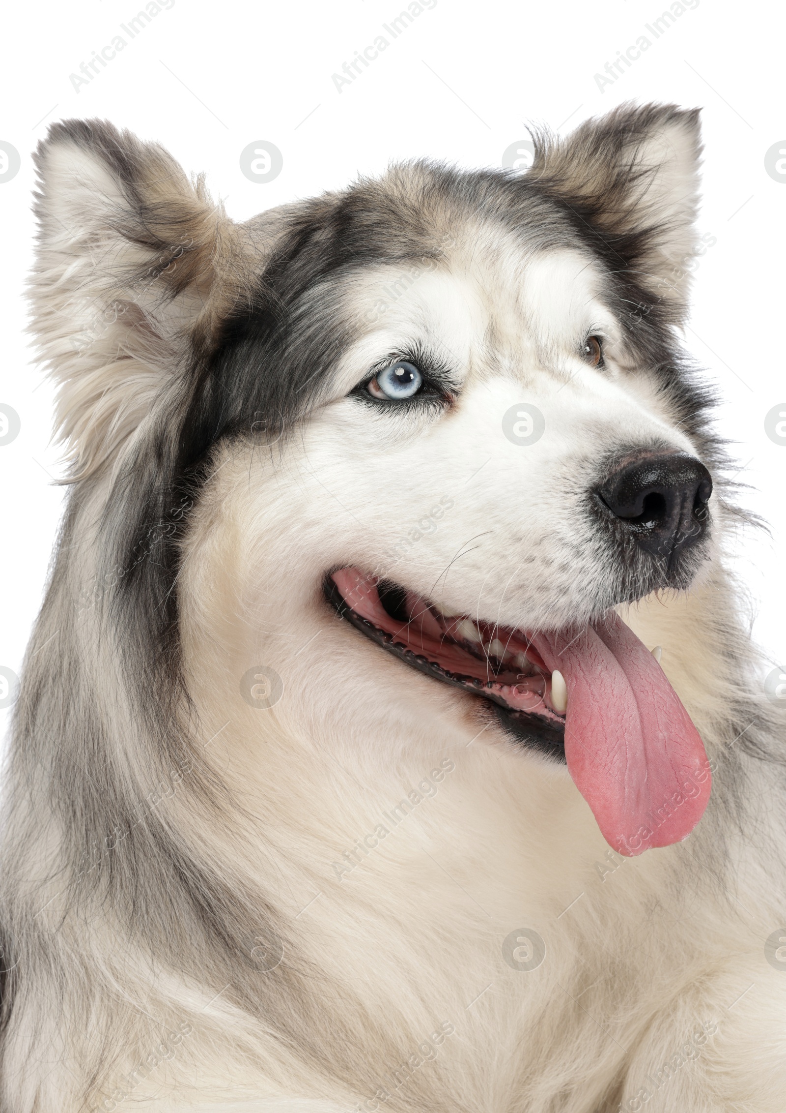 Beautiful Alaskan malamute dog on white background Photo of Beautiful Alaskan malamute dog on white background