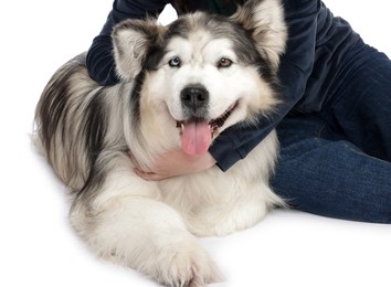 Photo of Woman with her beautiful Alaskan malamute dog on white background, closeup