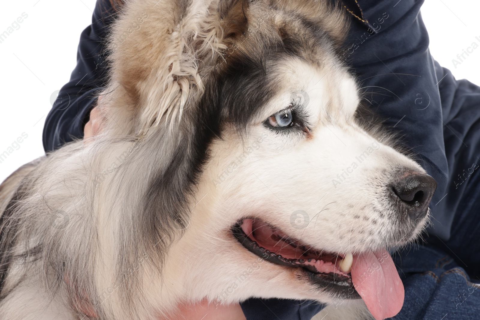 Woman with her beautiful Alaskan malamute dog on white background, closeup Photo of Woman with her beautiful Alaskan malamute dog on white background, closeup