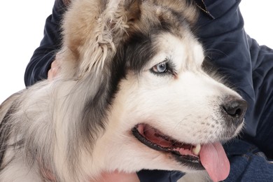 Photo of Woman with her beautiful Alaskan malamute dog on white background, closeup