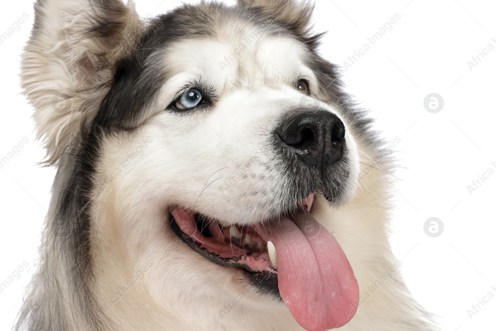 Beautiful Alaskan malamute dog on white background Photo of Beautiful Alaskan malamute dog on white background