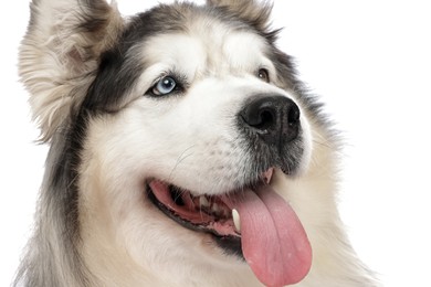 Photo of Beautiful Alaskan malamute dog on white background