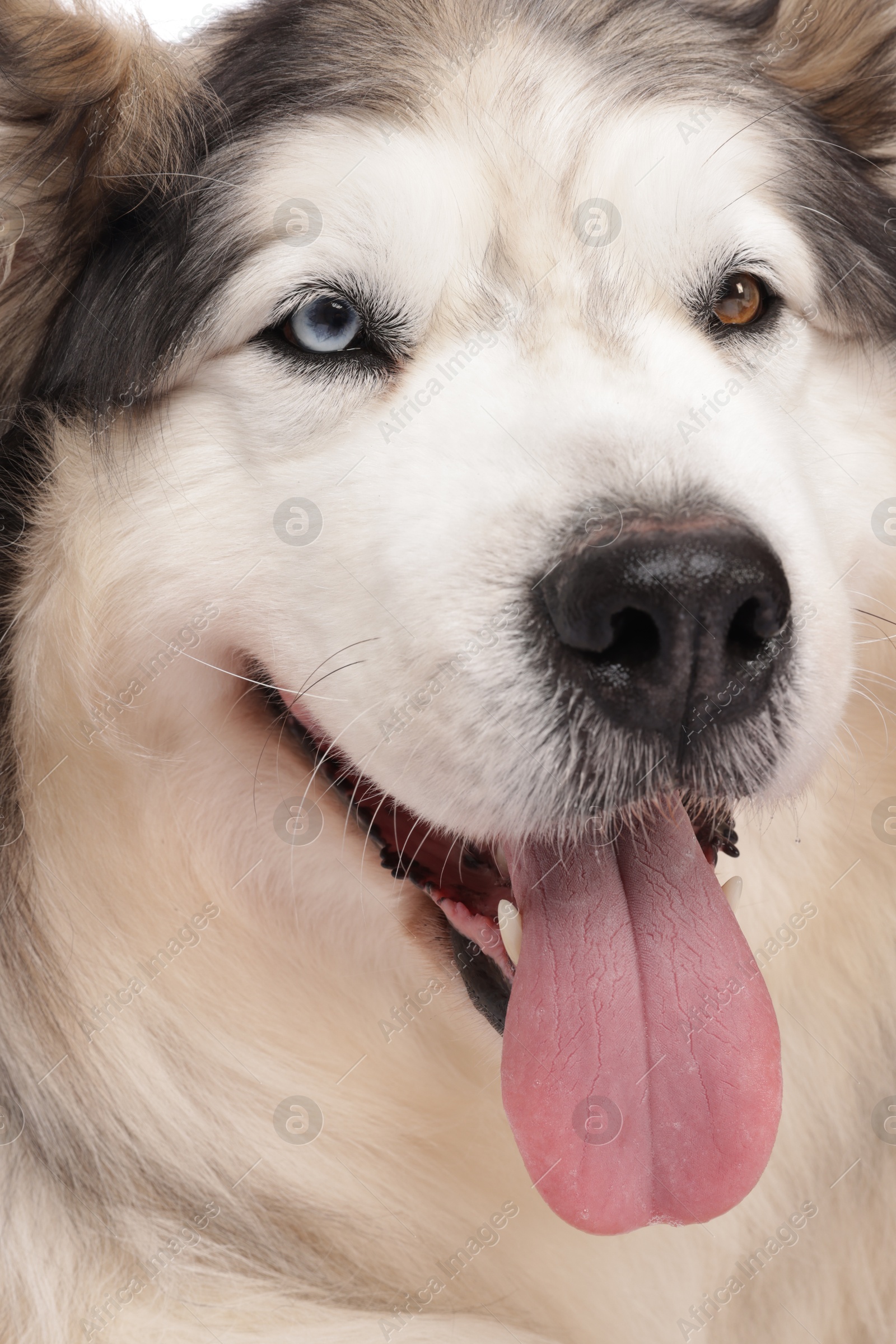 Beautiful Alaskan malamute dog on white background Photo of Beautiful Alaskan malamute dog on white background