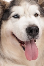 Photo of Beautiful Alaskan malamute dog on white background